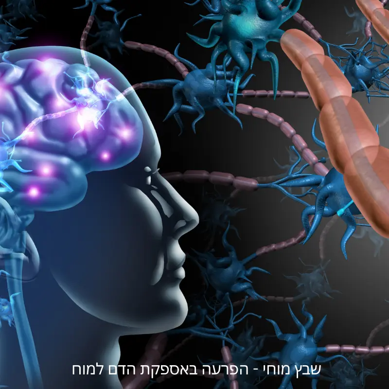 שבץ מוחי – מה קורה במוח בזמן הפרעה בזרימת הדם